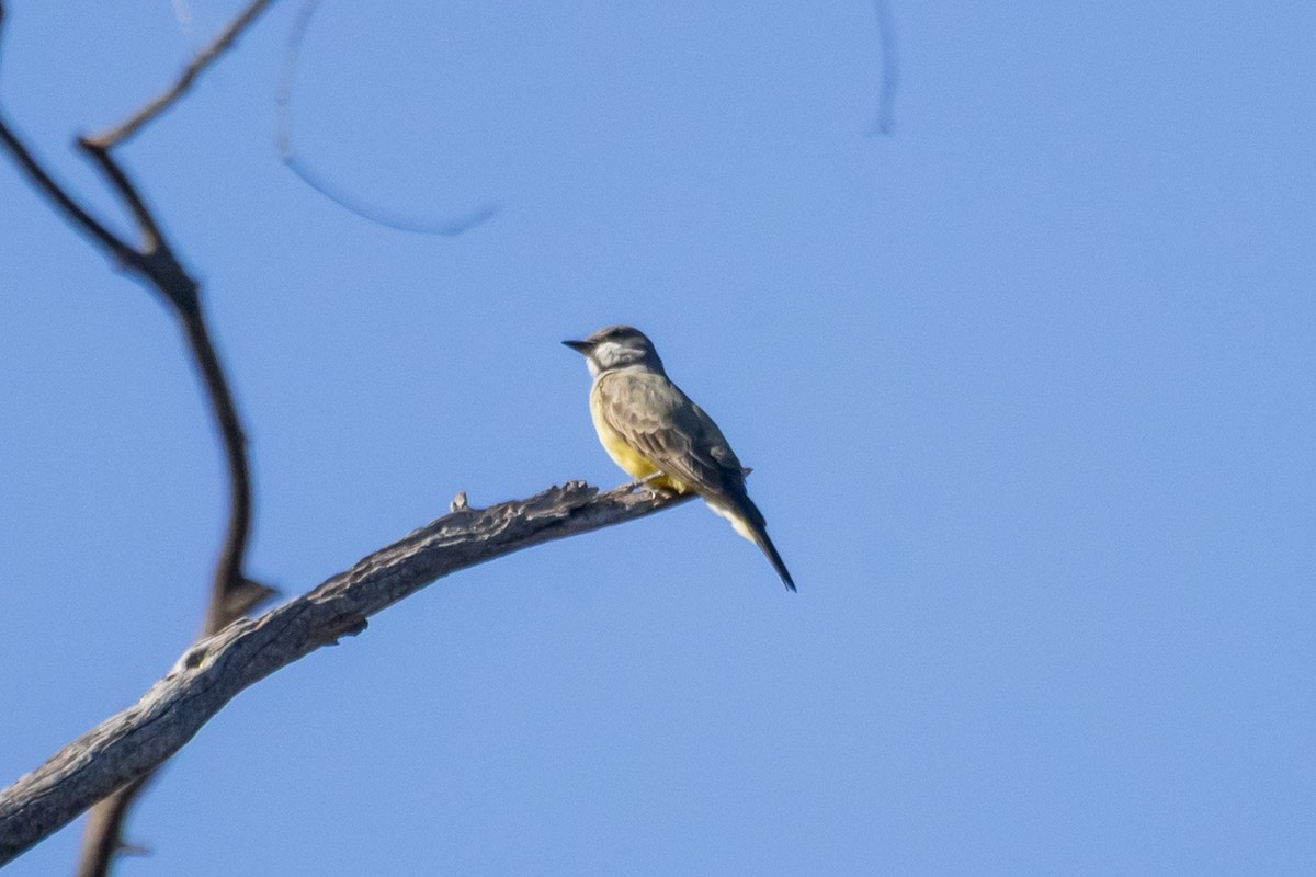 Cassin's Kingbird - ML646409795
