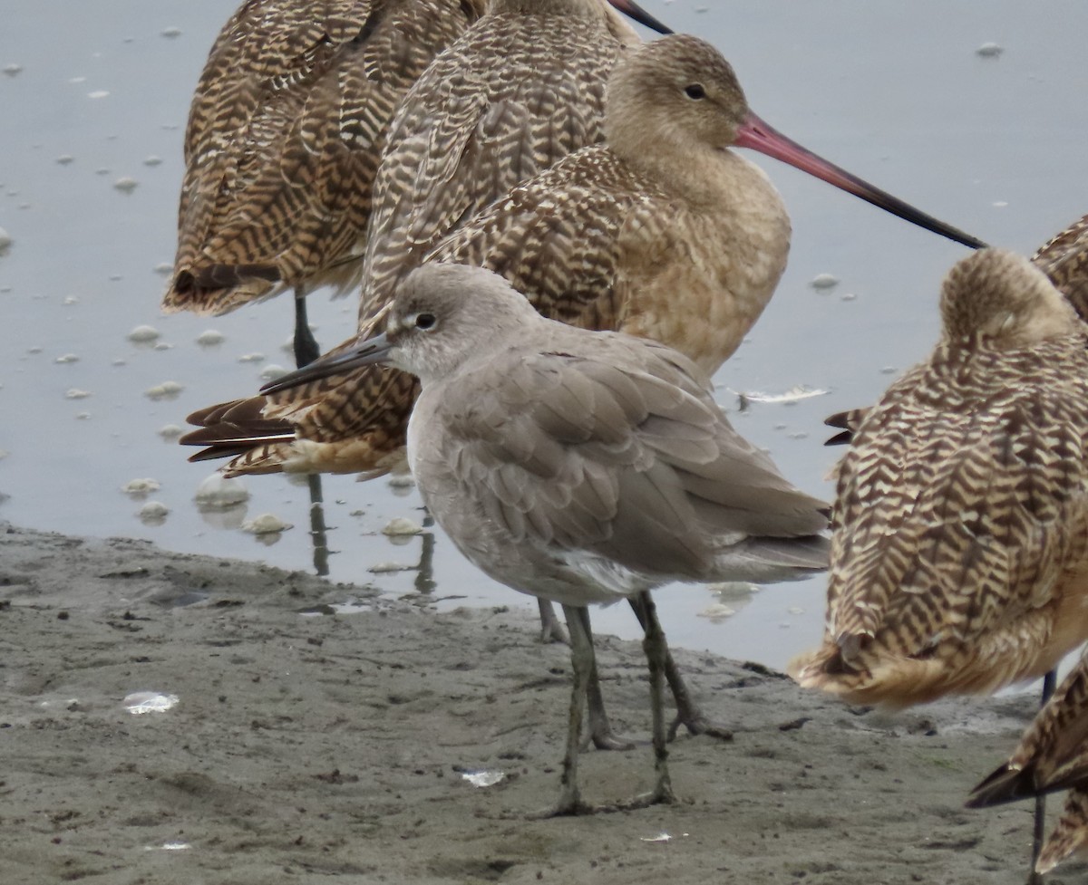 vodouš břehoušovitý (ssp. inornata) - ML646409796