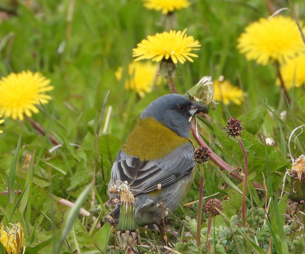Gray-hooded Sierra Finch - ML646409797