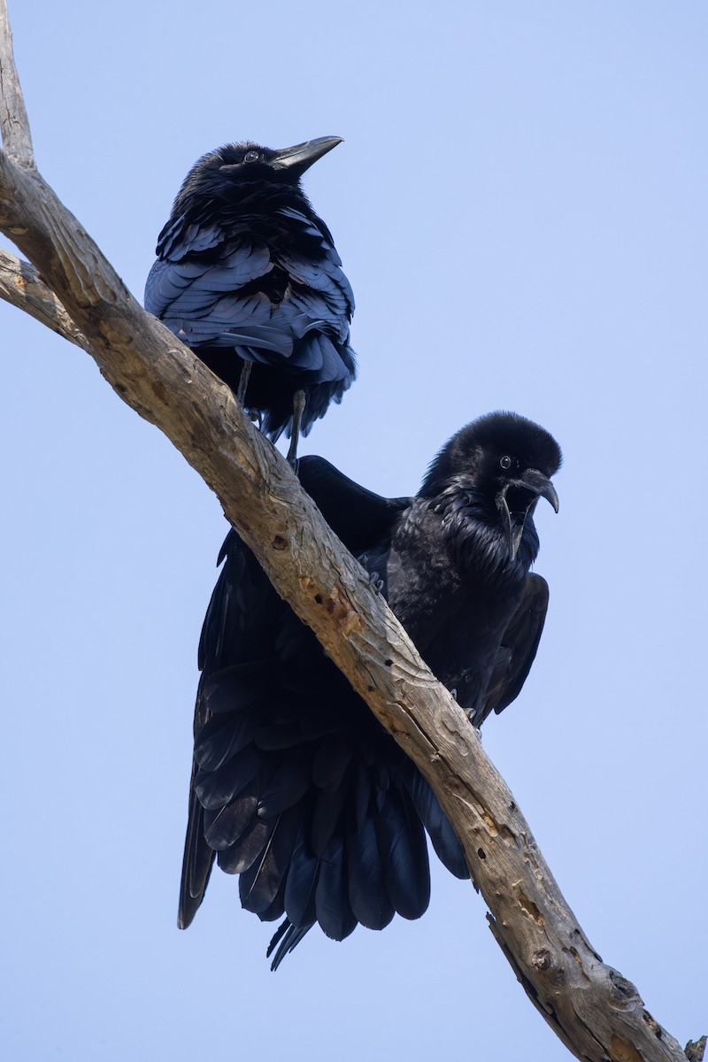 Erroi handia - ML646409798