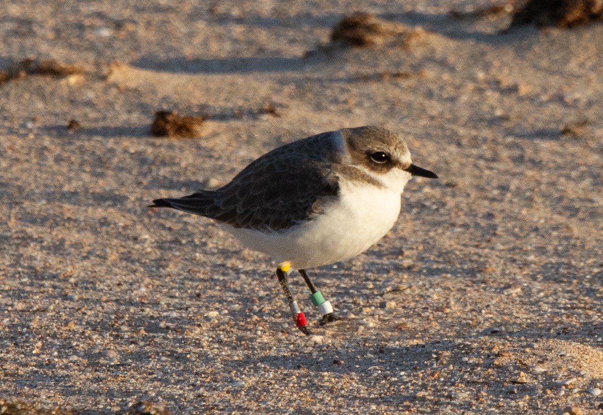 Kentish Plover - ML646409799
