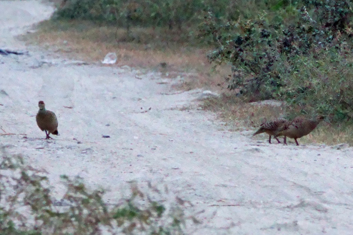 Gray Francolin - ML646409800