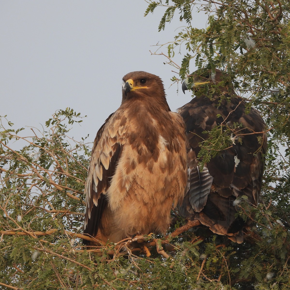 Tawny Eagle - ML646409801