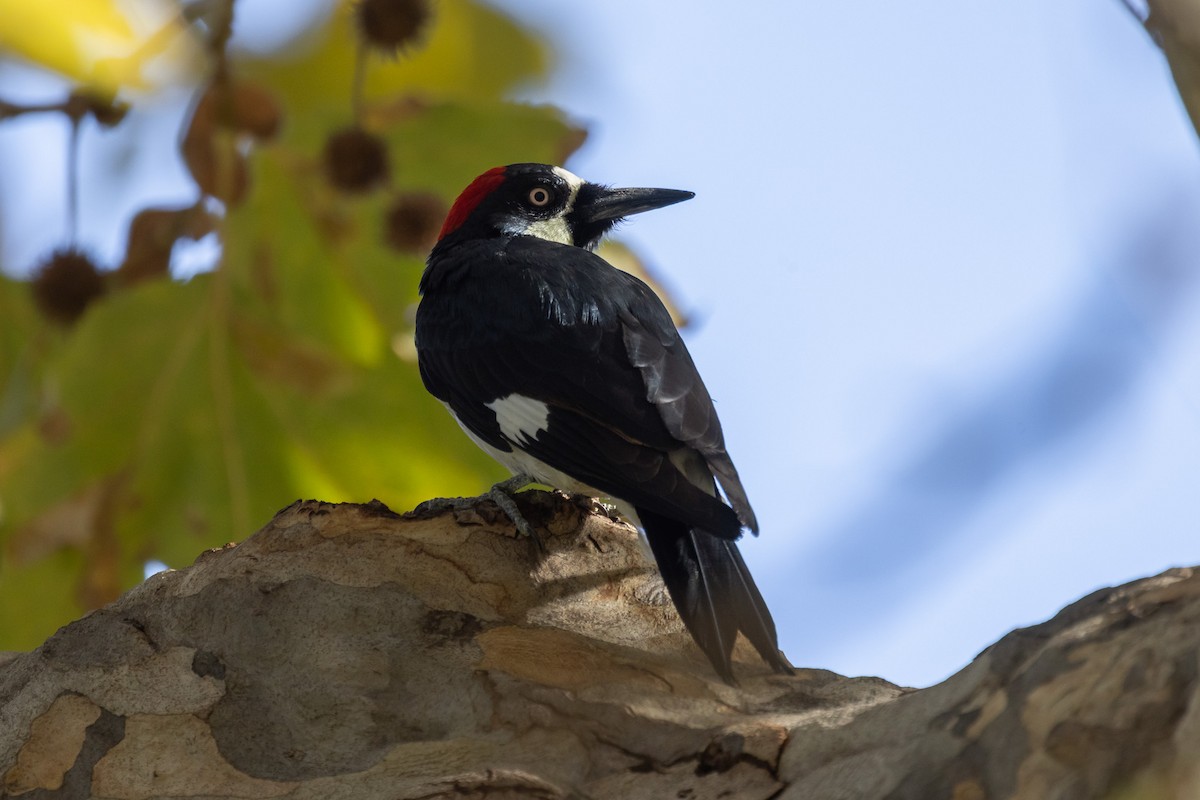 Acorn Woodpecker - ML646409802
