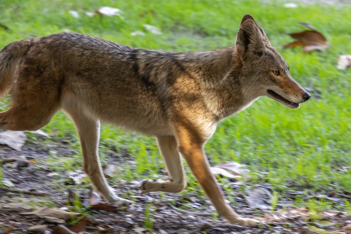 Coyote - ML646409803