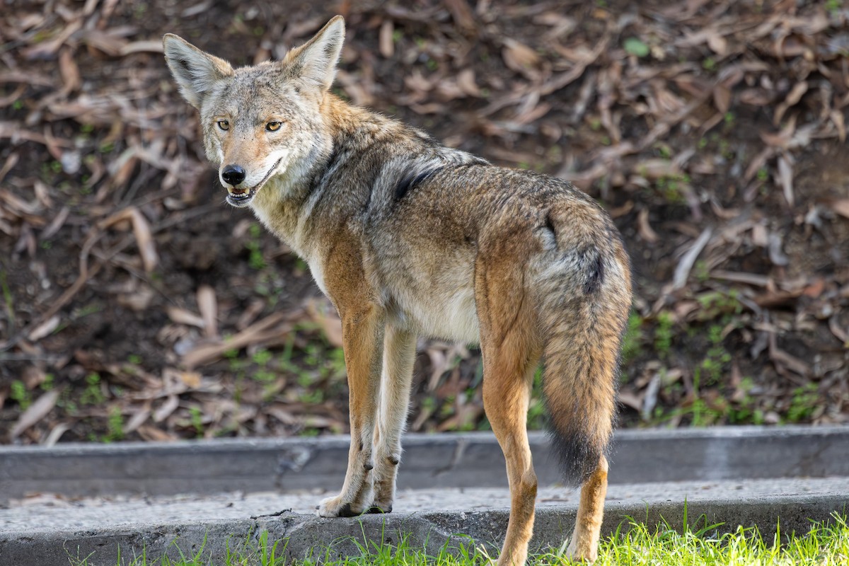 Coyote - ML646409804