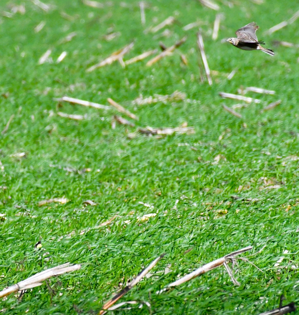 skřivan ouškatý - ML646409805