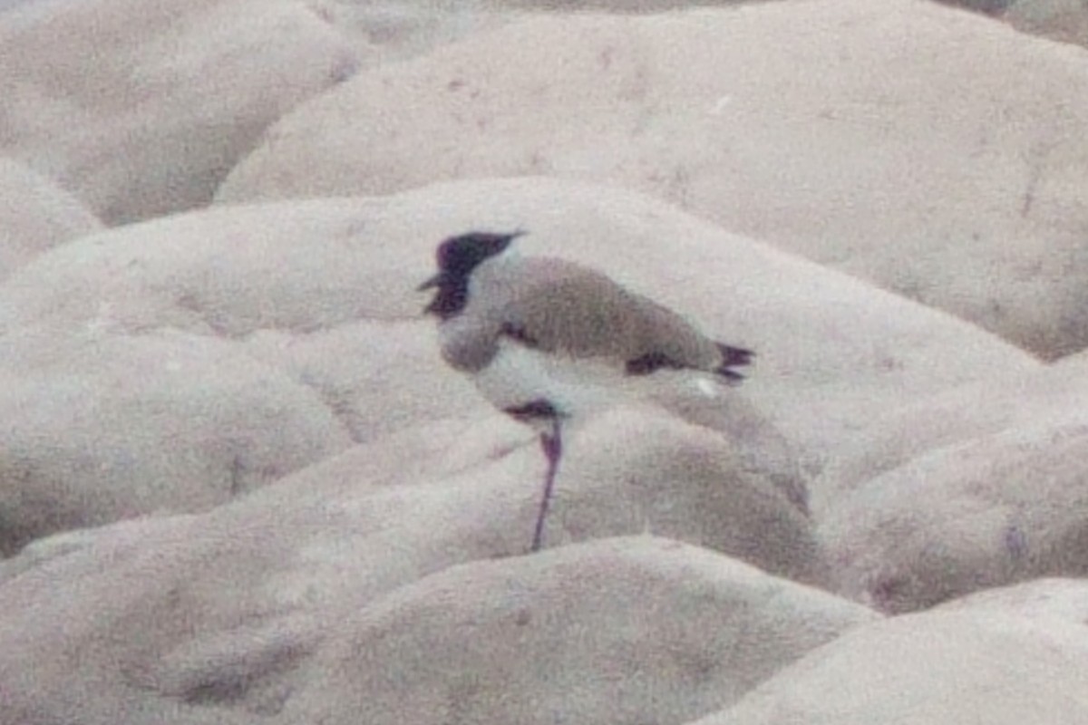 River Lapwing - ML646409806