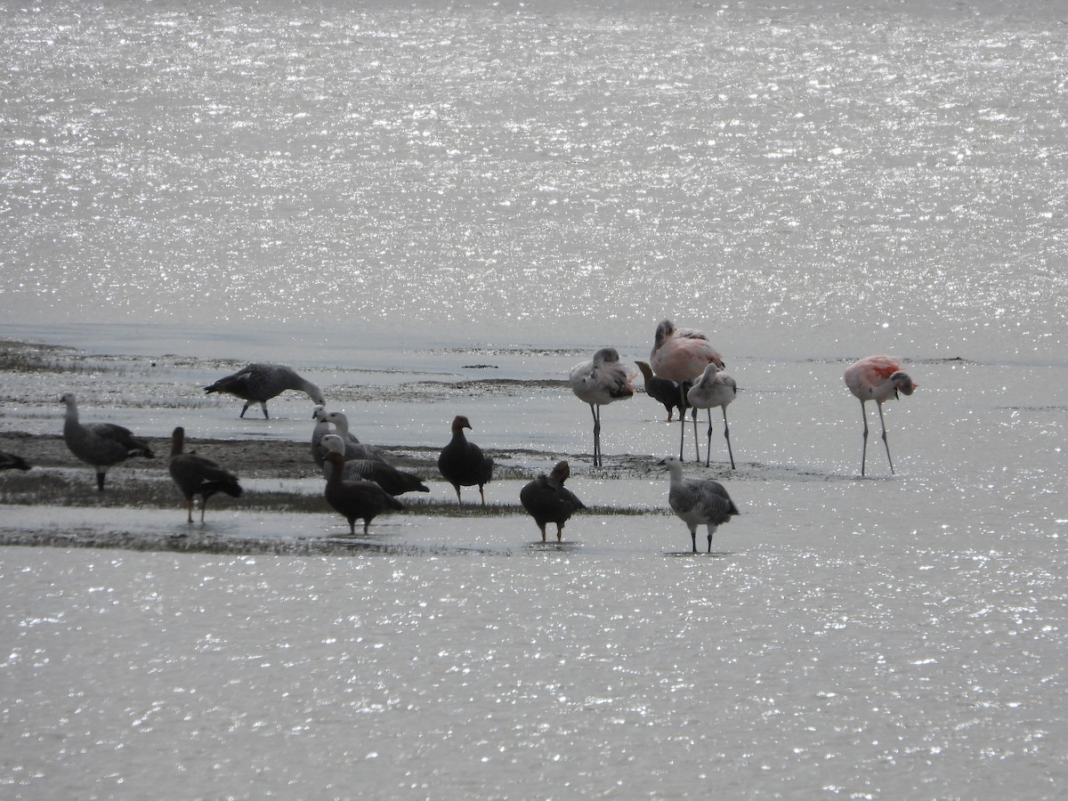 Upland Goose - ML646409807