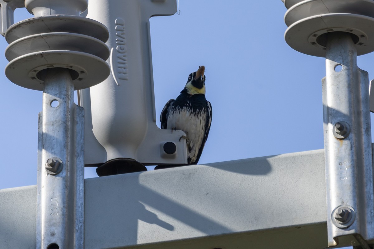 Acorn Woodpecker - ML646409811