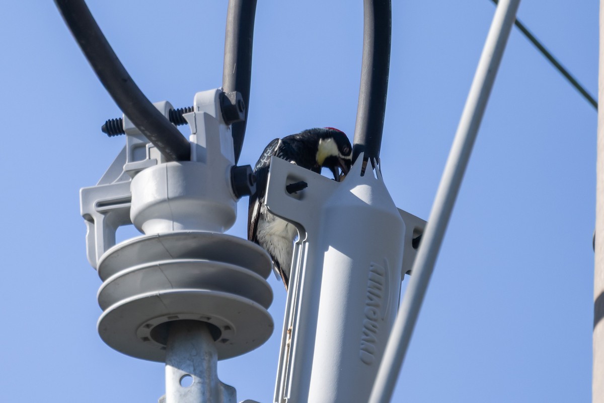 Acorn Woodpecker - ML646409812