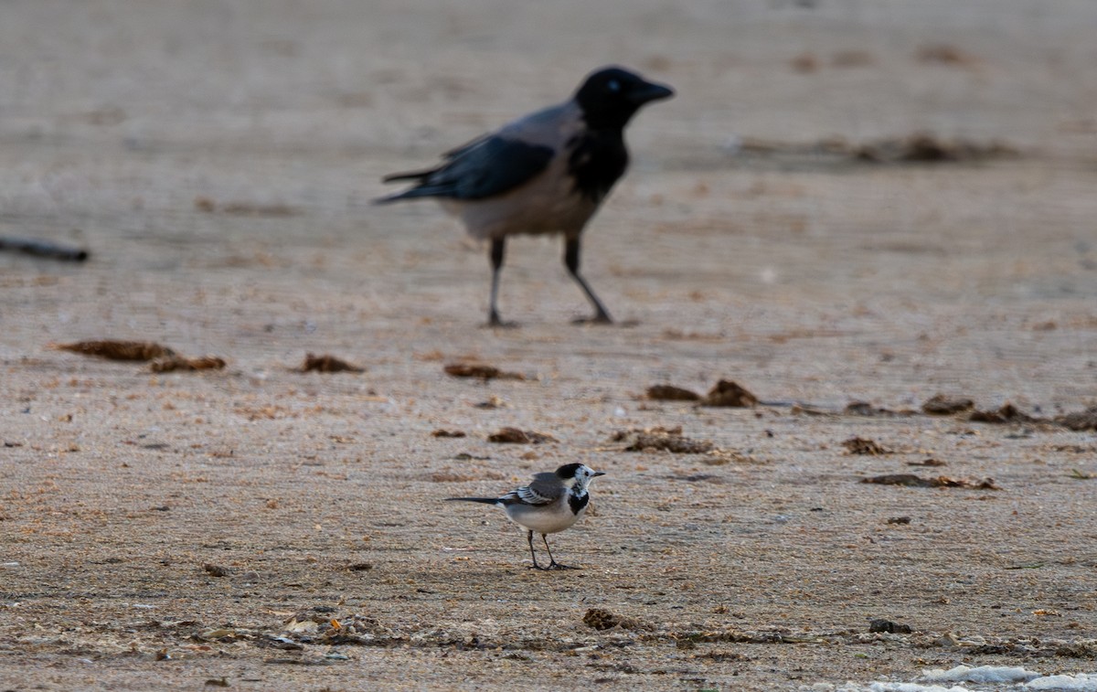 konipas bílý - ML646409813