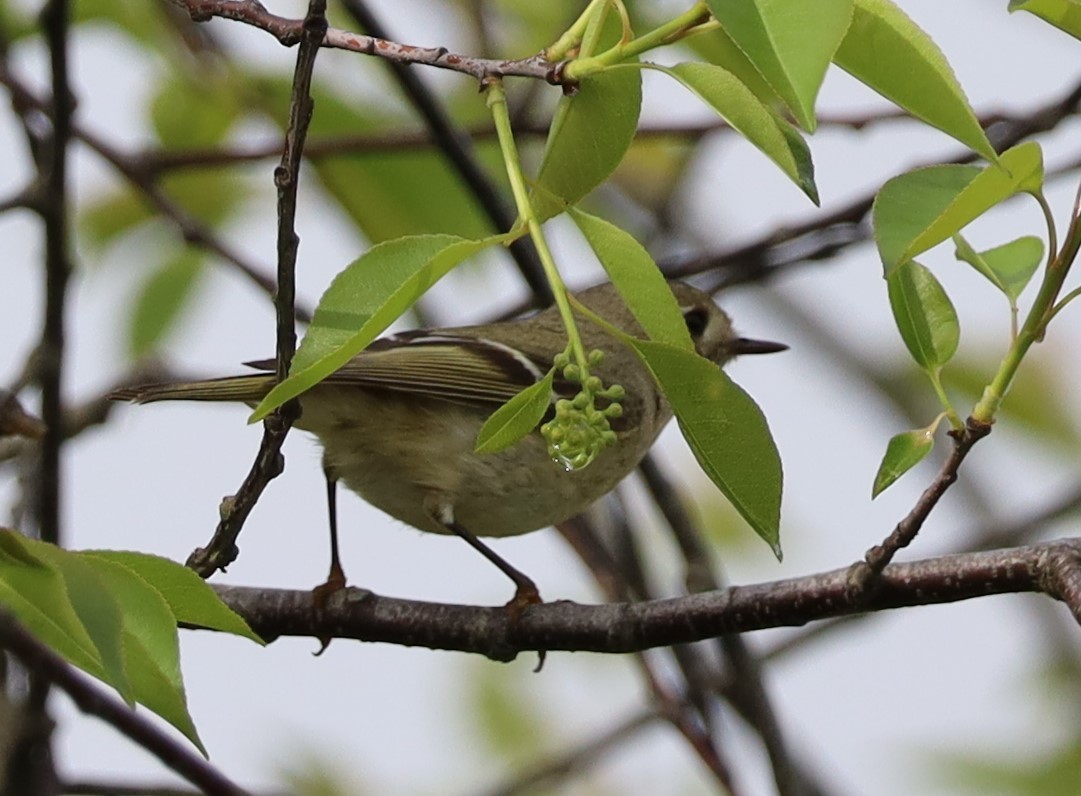 králíček americký - ML646409819