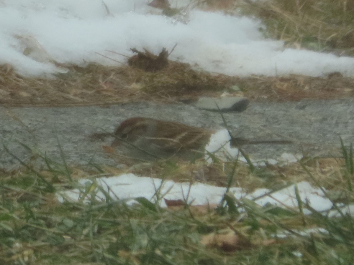 Chipping Sparrow - ML646409820