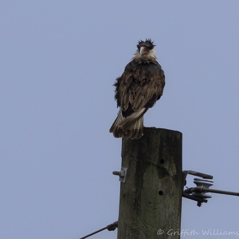 Crested Caracara - ML646409823