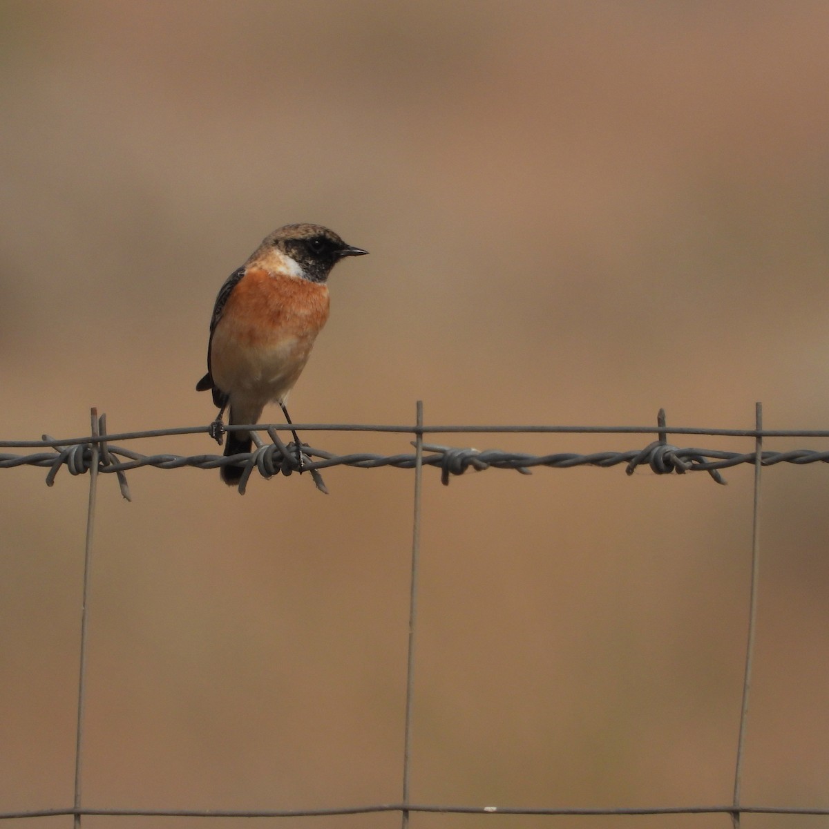 bramborníček sibiřský - ML646409824