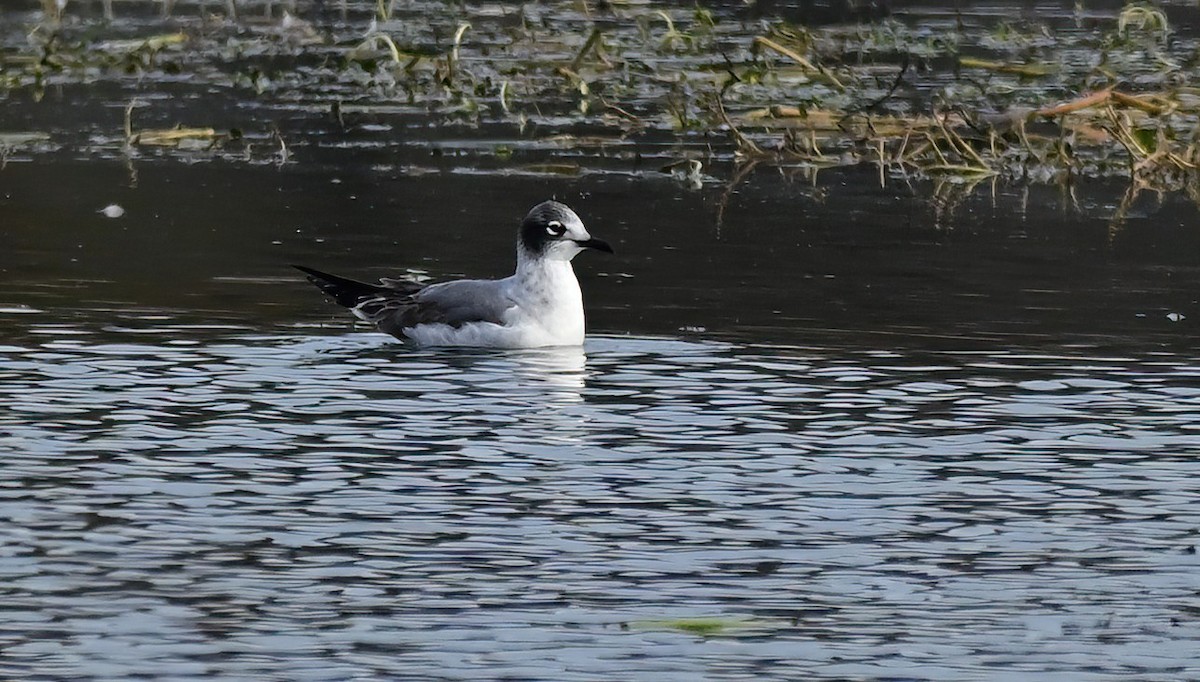 Franklin antxeta - ML646409825