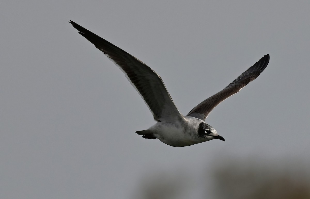 Franklin antxeta - ML646409826