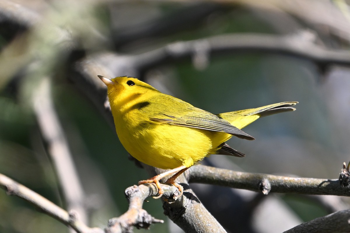 Wilson's Warbler - ML646409827