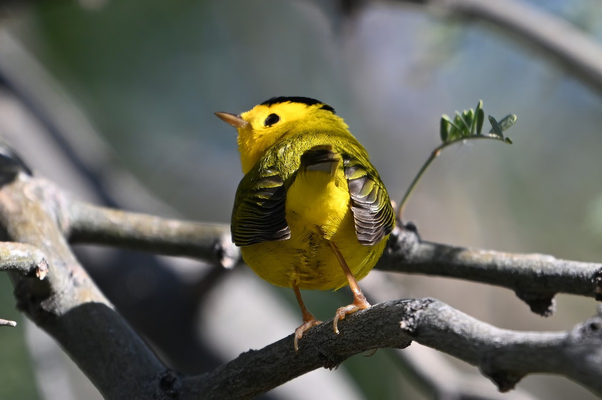 Wilson's Warbler - ML646409828