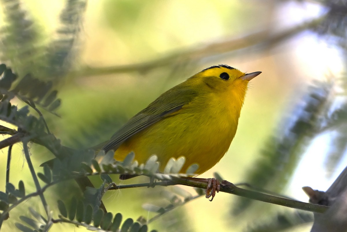 Wilson's Warbler - ML646409829
