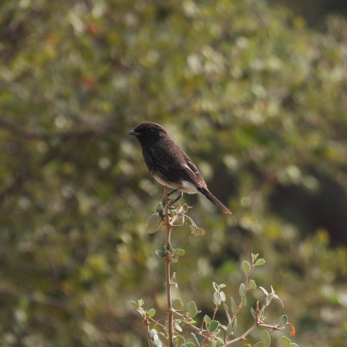 bramborníček černobílý - ML646409832