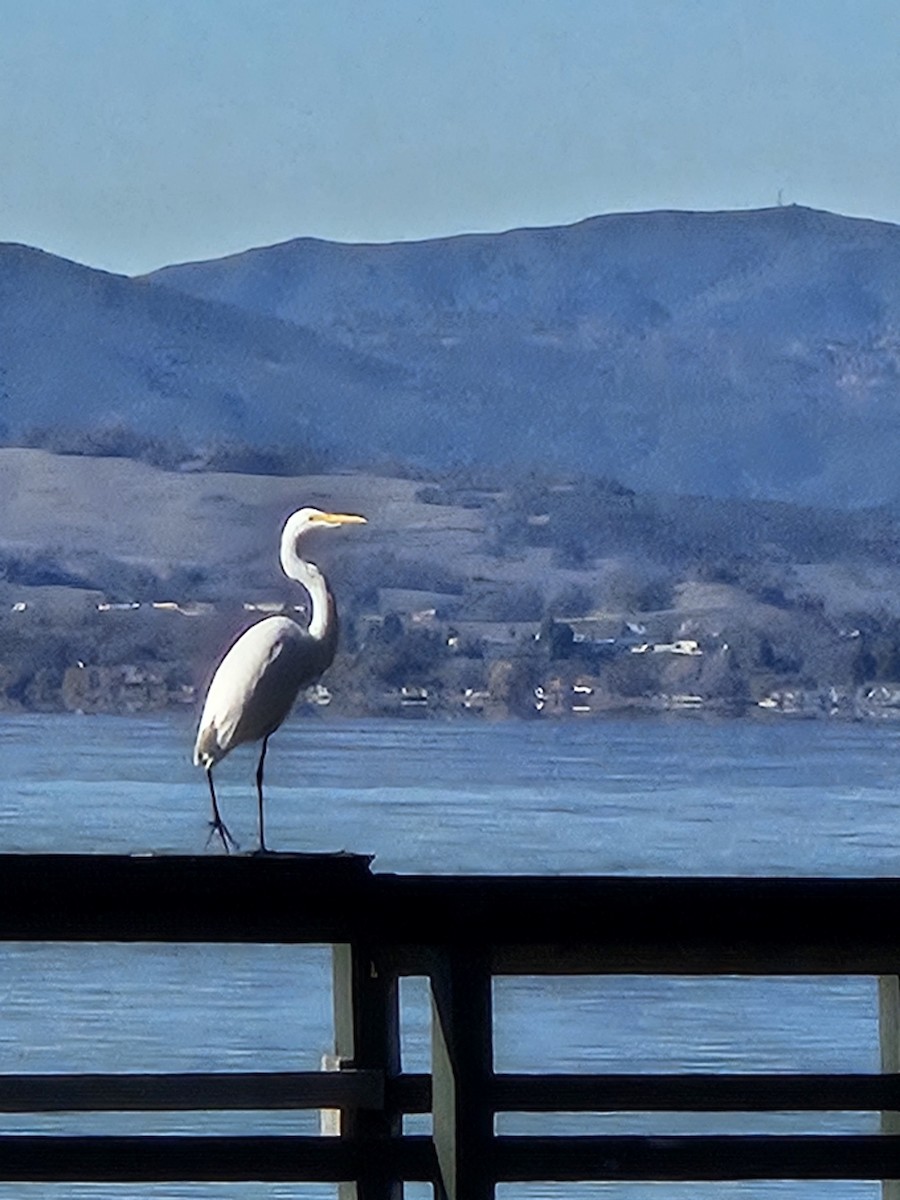 Great Egret - ML646409833