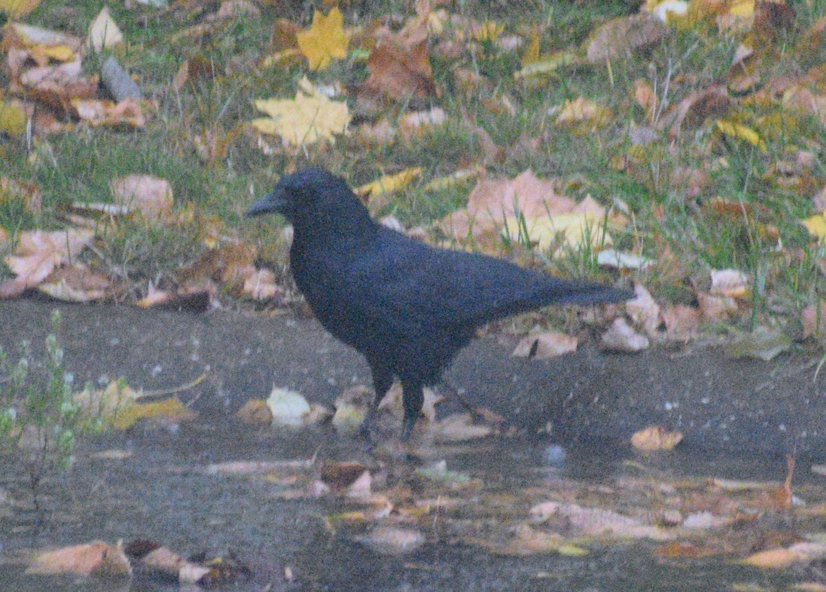 American Crow - ML646409834