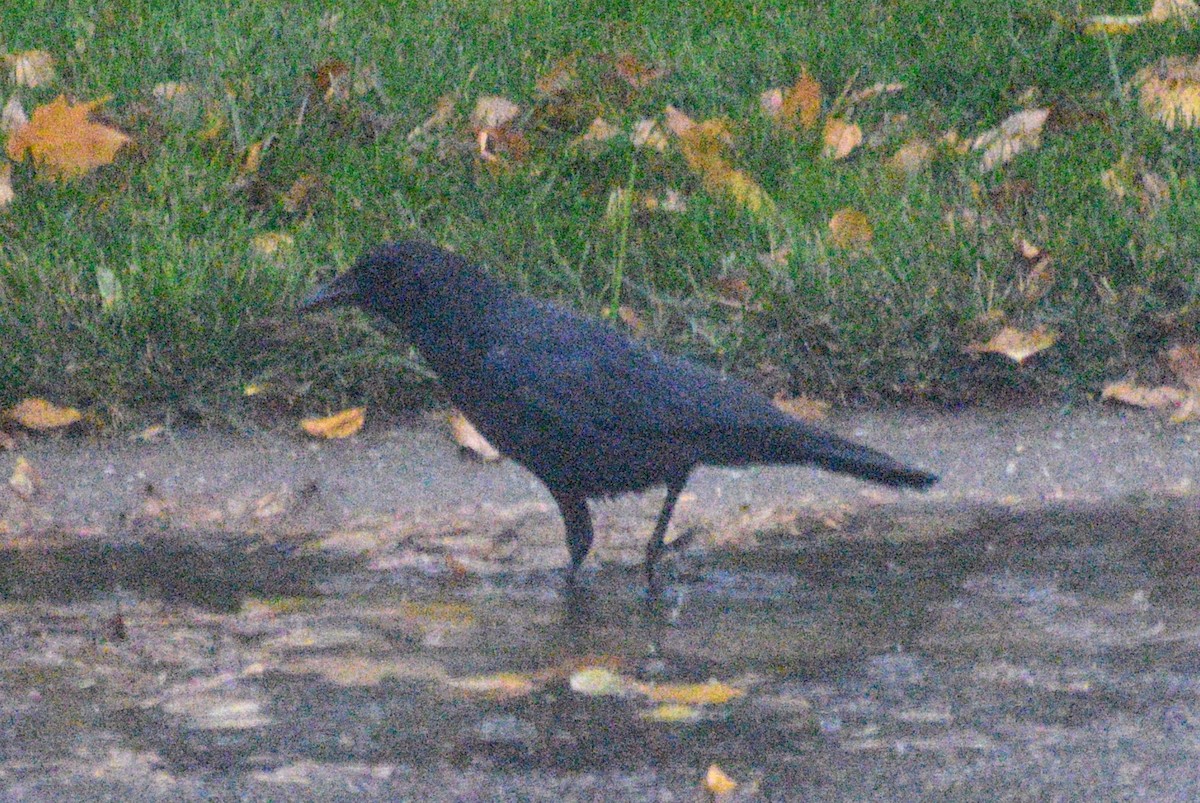American Crow - ML646409835