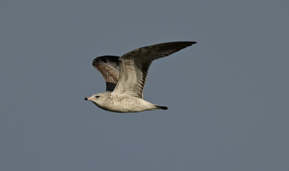 racek kroužkozobý - ML646409836