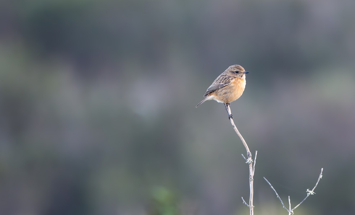 Taşkuşu - ML646409838