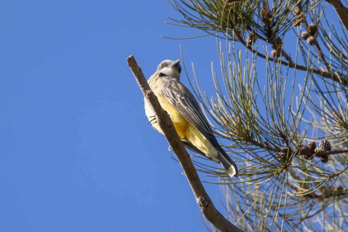 Cassin's Kingbird - ML646409839