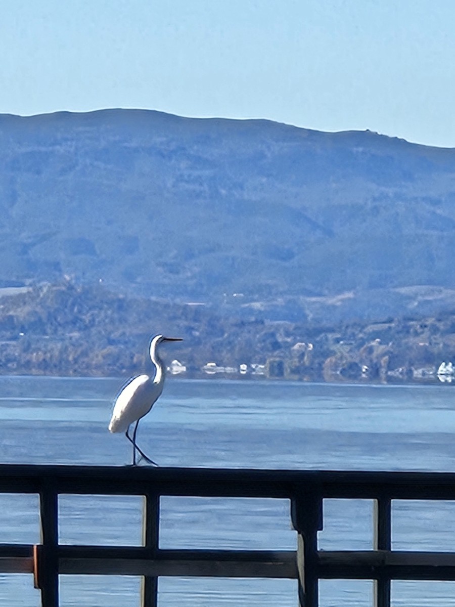 Great Egret - ML646409840