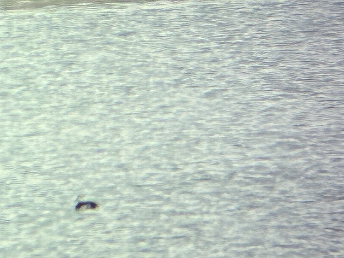 Long-tailed Duck - ML646409842