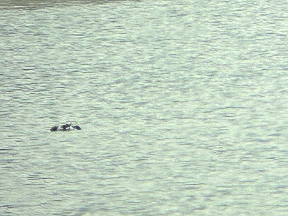 Long-tailed Duck - ML646409843