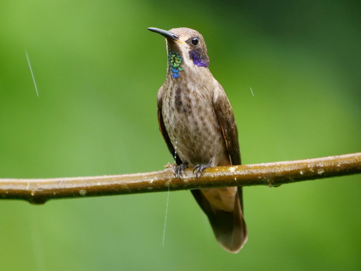 Brown Violetear - ML646409844