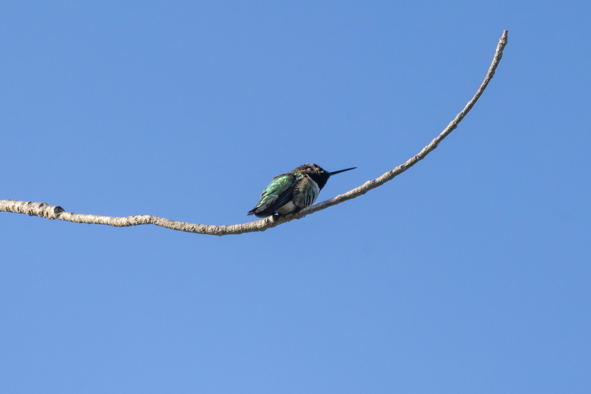 Anna's Hummingbird - ML646409845