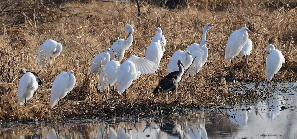 Ibis zuria - ML646409848