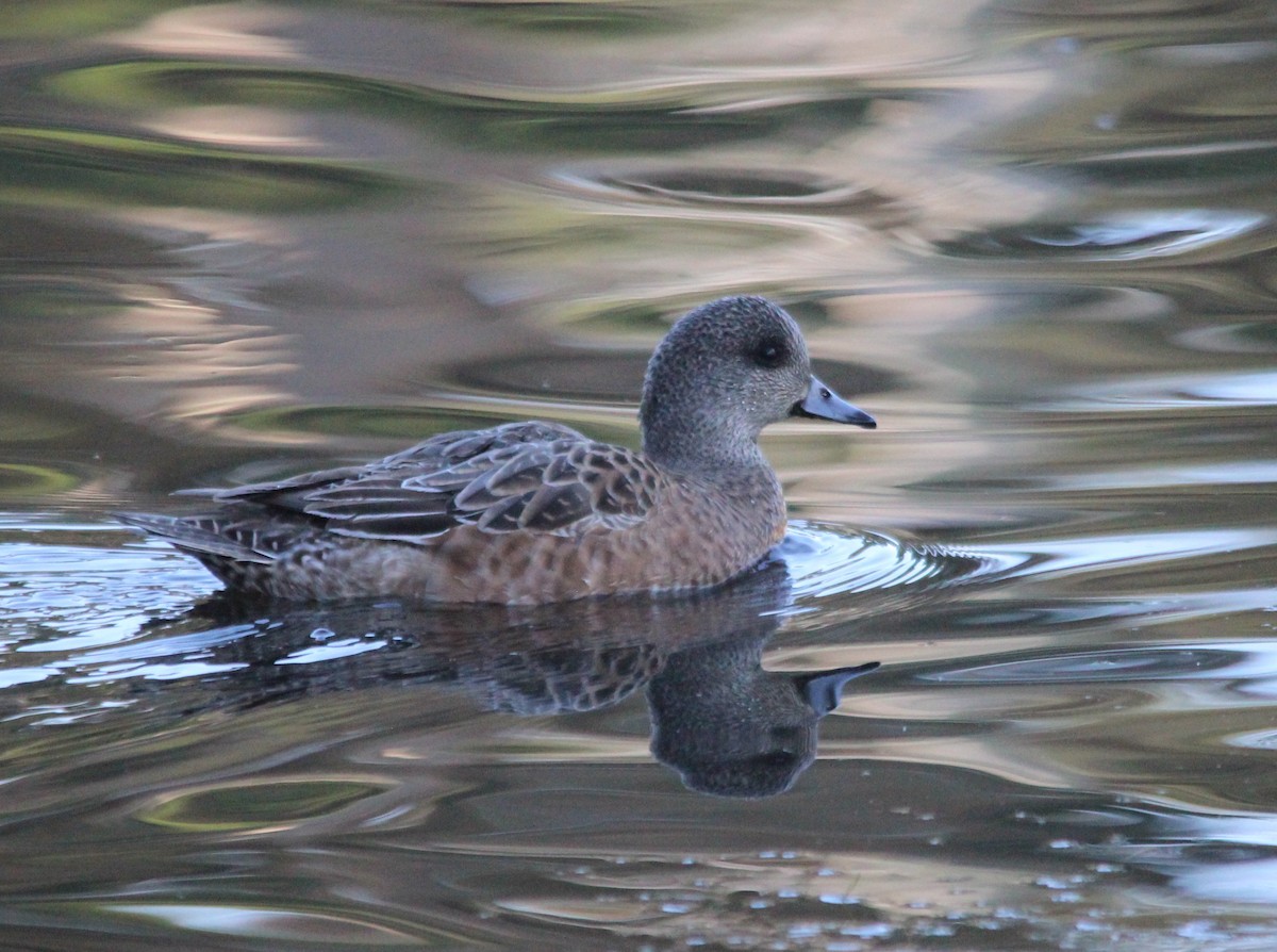 American Wigeon - ML646409849