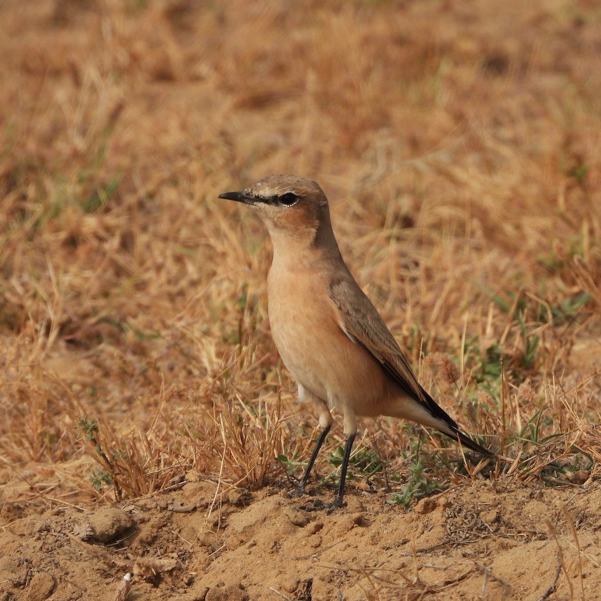 bělořit plavý - ML646409850