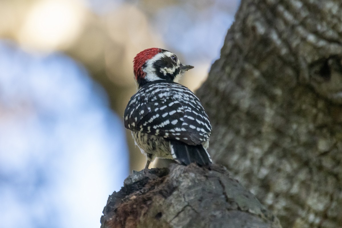 Nuttall's Woodpecker - ML646409851