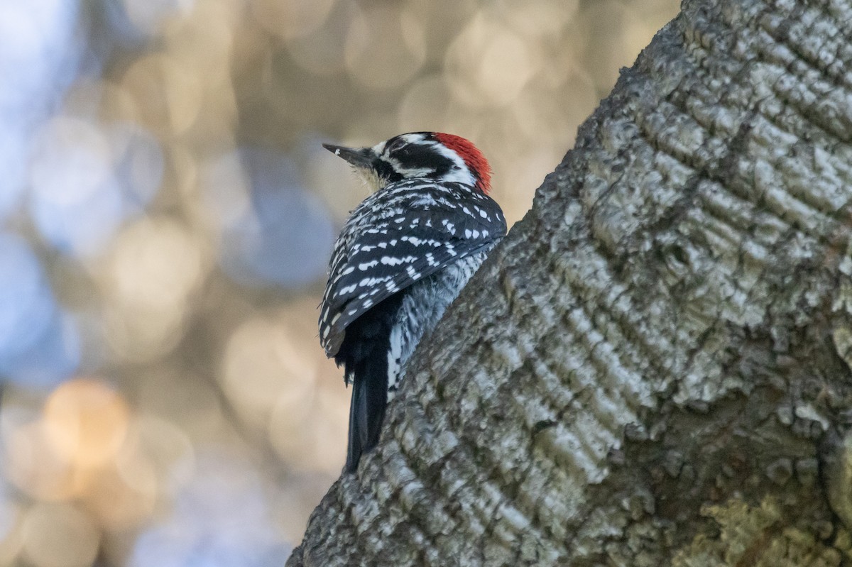 Nuttall's Woodpecker - ML646409852