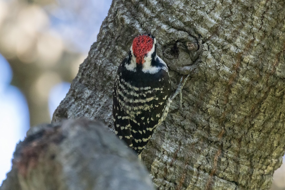 Nuttall's Woodpecker - ML646409853