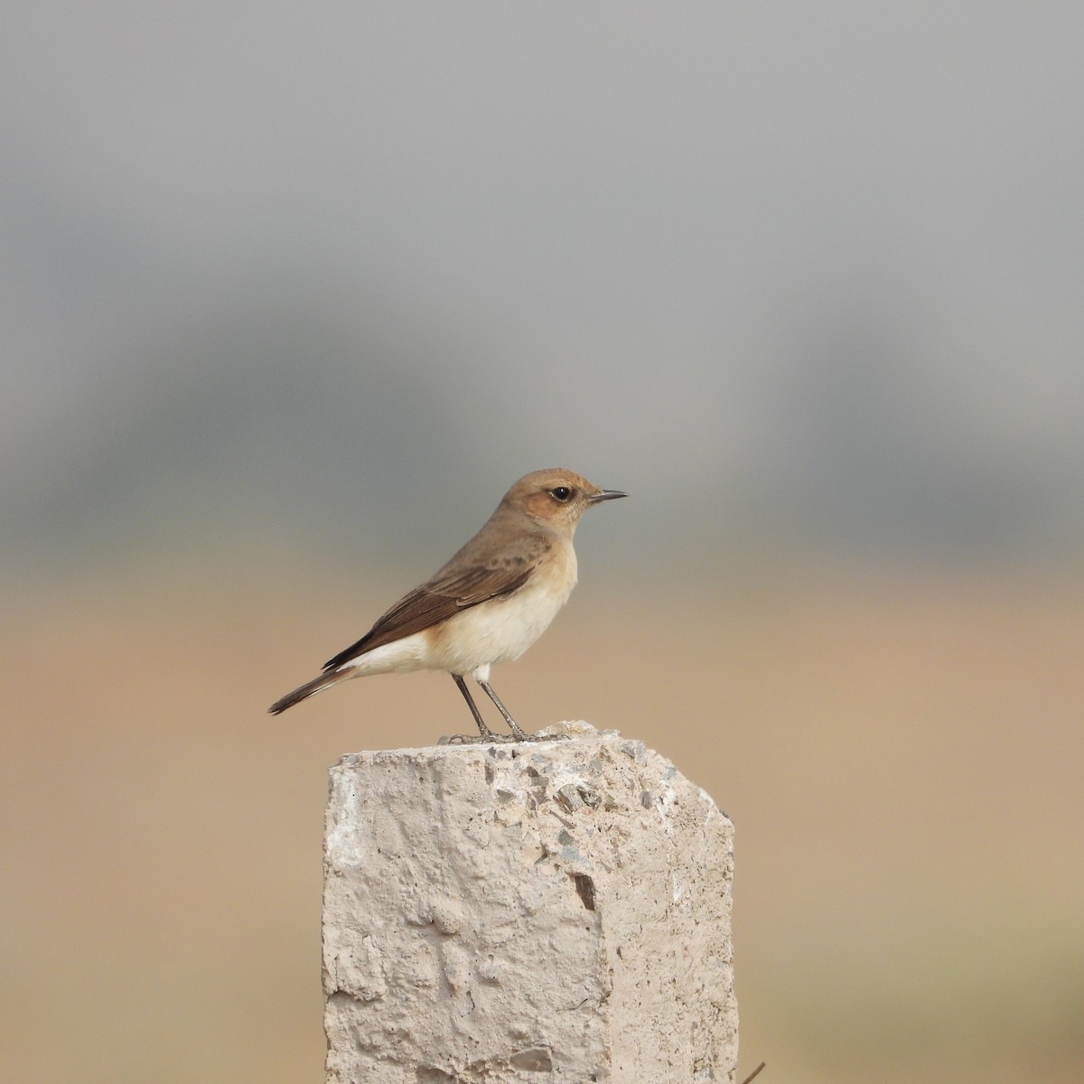 bělořit proměnlivý - ML646409855