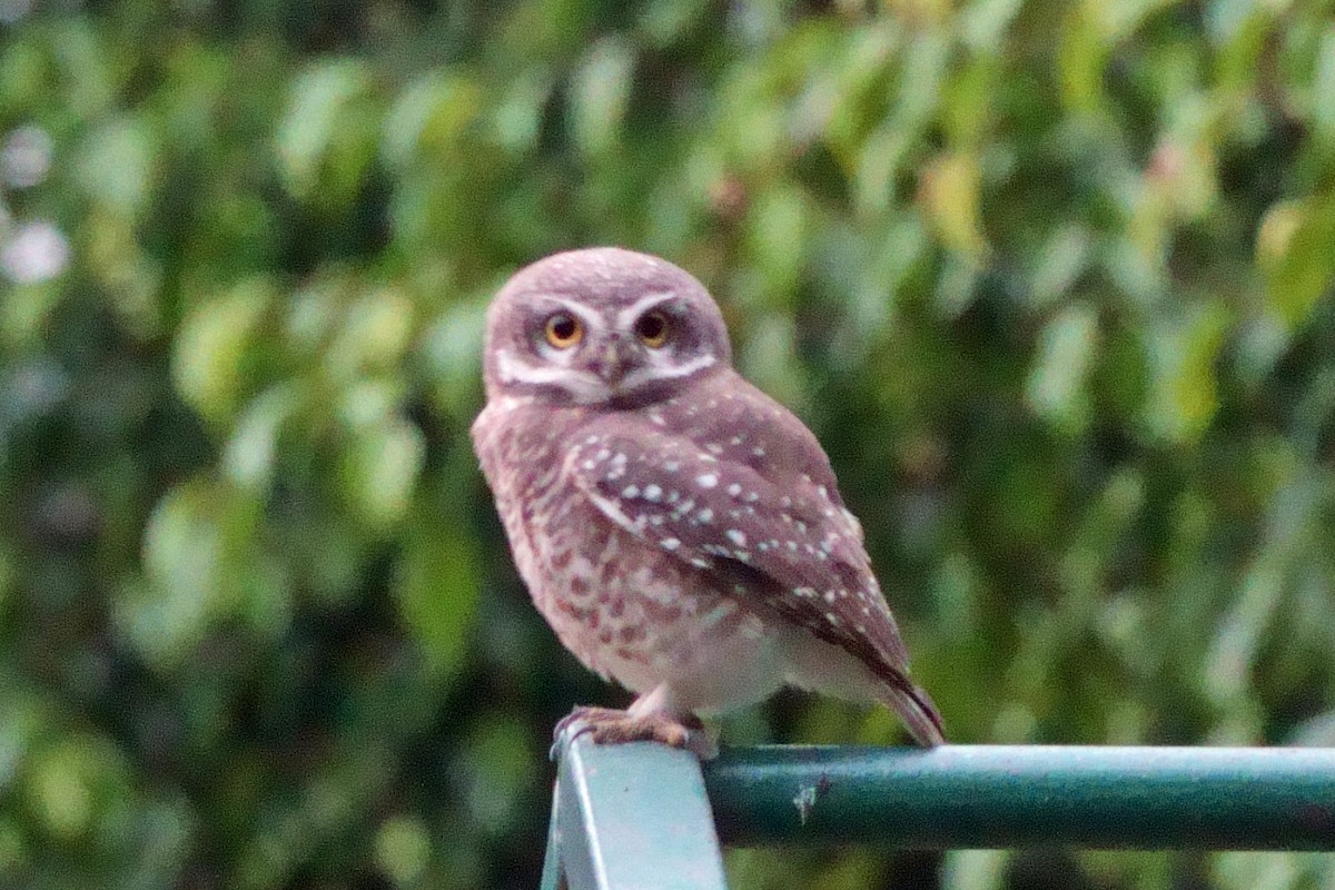 Spotted Owlet - ML646409864