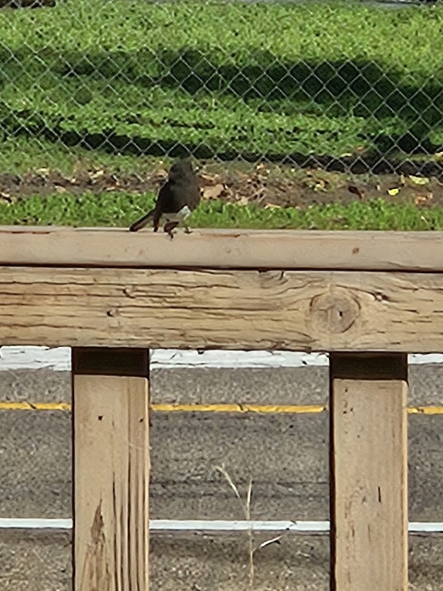 Black Phoebe - ML646409865