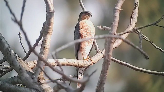 Яструб неоарктичний - ML646409866