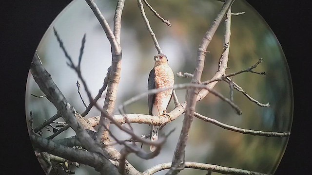 Яструб неоарктичний - ML646409867