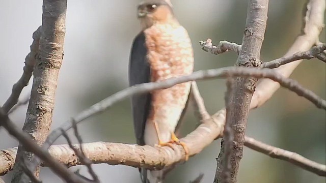 Яструб неоарктичний - ML646409868