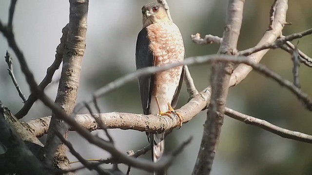 Яструб неоарктичний - ML646409869